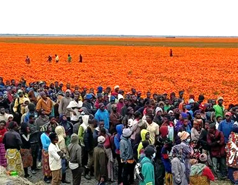 y80000永利棋牌生物扎根非洲 生长绿色农业效果丰富