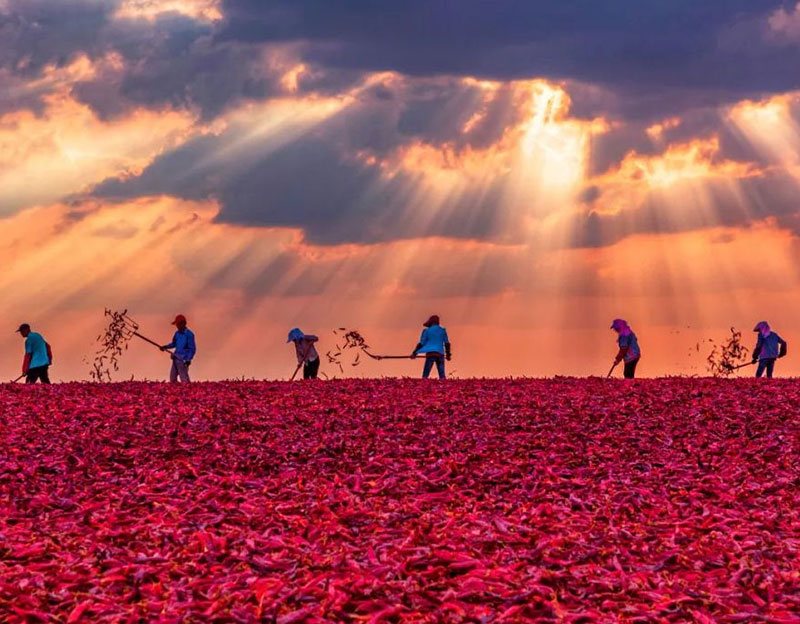 小步快跑！立异助推y80000永利棋牌生物领跑植物提取赛道
