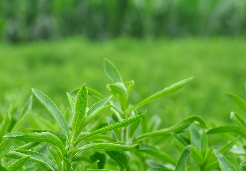 甜叶菊带来好日子——河北曲周特色莳植工业生长见闻